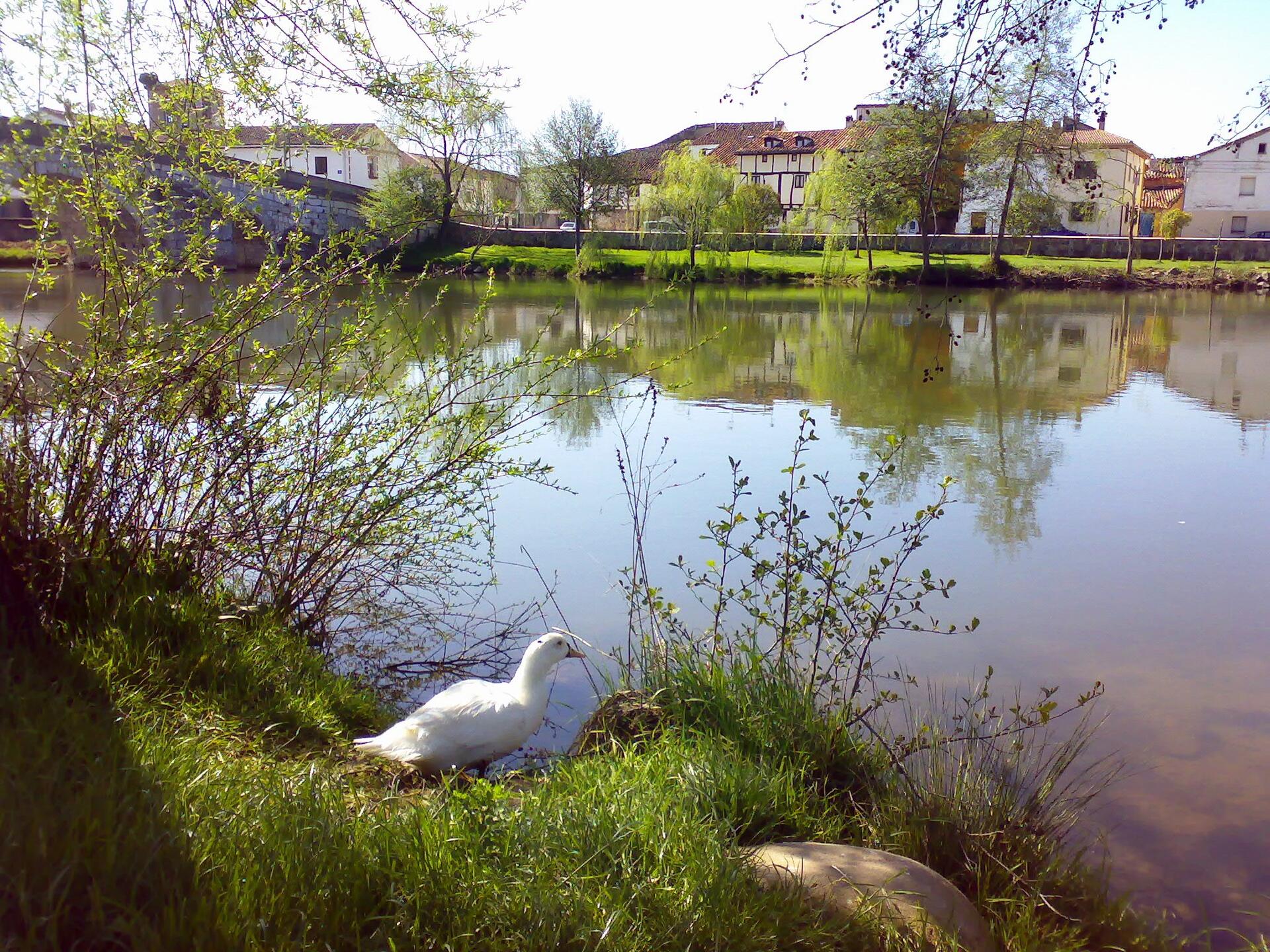 Puenetedura